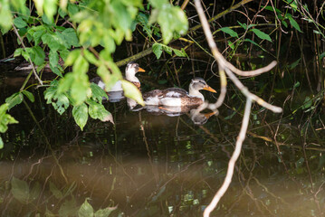 Ducks family in the scrub
