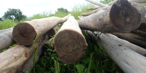 cut logs in the forest