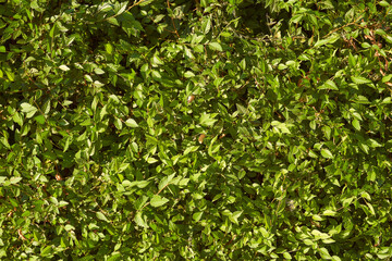 Green bush in the sun. Light effects. Natural background