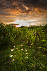 Fototapeta Pole kukurydzy na tle zachodzącego słońca obraz