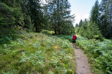 Schwarzwald bei Sankt Blasien