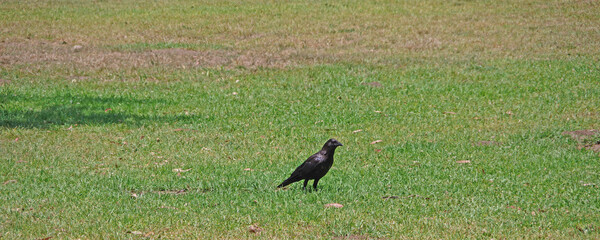 A single black crow foraging on a grass area in a park