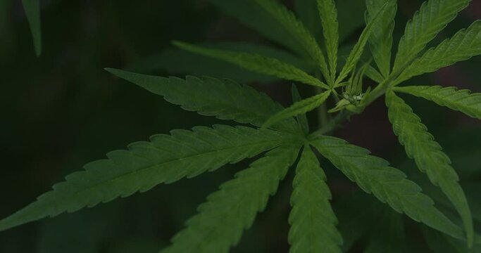 Cannabis Fresh Leaf,Young cannabis plants growing, marijuana leaf background