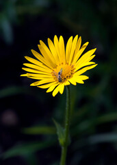 A bright yellow doronicum flower bloomed in the garden early in the spring.