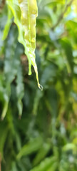 A leaf with water dropslet during rain 