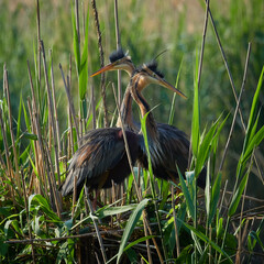 wildlife photo of a pair of  Purple Heron (Ardea purpurea)