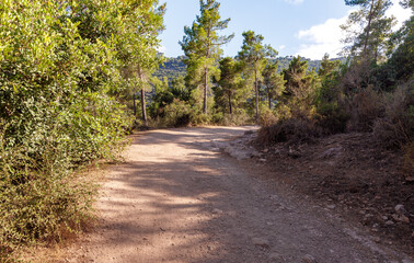 A path  leading through a forest in a public Nesher Park suspension bridges in Nesher city in northern Israel