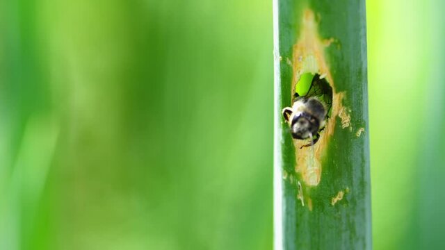 Hardworking insect bee