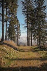 Woods in Styria, Austria