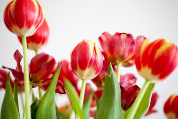 Naklejka premium Foto dettaglio di tulipani rossi e gialli. Semi e steli.