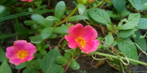 Fototapeta premium pink and yellow flower