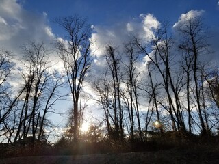 sunset in the forest