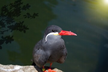 The Inca tern Larosterna inca is a tern in the family Laridae. It is the only member of the genus Larosterna.nnThis uniquely plumaged bird breeds on the coasts of Peru and Chile, and is restricted to 