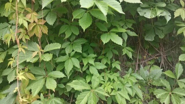 Lost Place  the old villa