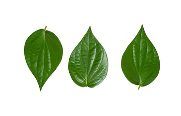 fresh green betel leaf isolated on white background, india, traditional leaf for Hinduism