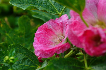 Pink malva flowers in a sunny day. Close-up.