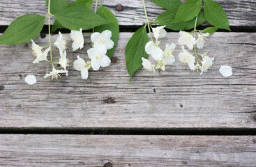Jasmine flowers on the wooden table. Bouquet of flowers. Banner size with copy space. Nice background with white flowers and empty space for text.