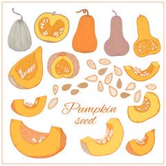 Pumpkins, butternut squash and gourd with seeds. Hand drawn vector illustration. Sketch style. Autumn gourd harvest agriculture and farm isolated design elements. Farm market items.