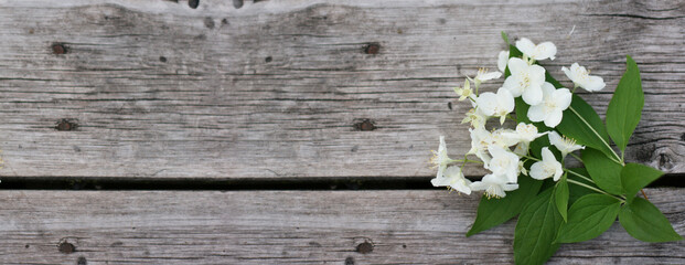 Jasmine flowers on the wooden table. Bouquet of flowers. Banner size with copy space. Nice background with white flowers and empty space for text.