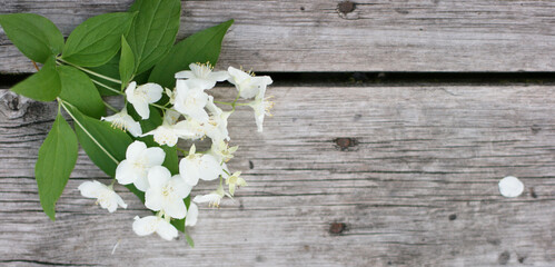 Jasmine flowers on the wooden table. Bouquet of flowers. Banner size with copy space. Nice background with white flowers and empty space for text.