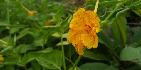 yellow flower in the forest