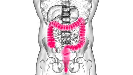 Large Intestine 3D Illustration Human Digestive System Anatomy