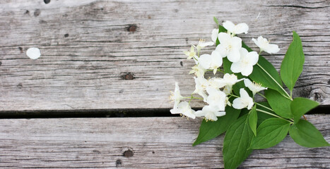 Jasmine flowers on the wooden table. Bouquet of flowers. Banner size with copy space. Nice background with white flowers and empty space for text.