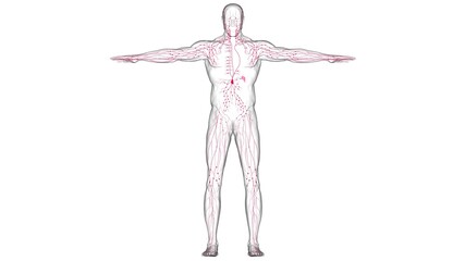 Obraz premium Human Lymph Nodes Anatomy For Medical Concept 3D Rendering