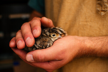 The male hands of the farmer are holding in their hands the little chickens of a hunting pheasant. Agriculture, poultry, pheasant, poultry farm.