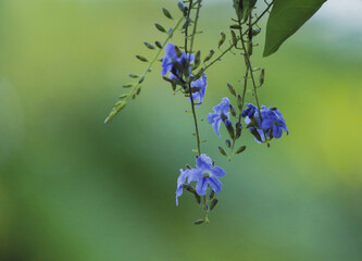 lavender flowers in the garden