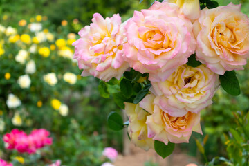 Hanging climbing salmon, orange and white roses with green garden in the background