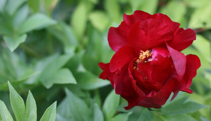 Banner from red peony closeup with copy space. Summer concept. Floral background for web site, greeting card, banner, flower shop