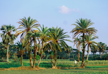 Obraz na płótnie Canvas palm trees in the desert