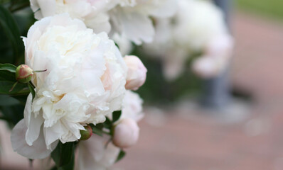 Banner from white peony closeup with copy space. Summer concept. Floral background for web site, greeting card, banner, flower shop 