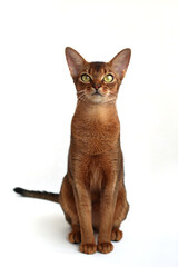 The Beautiful Abissinian Cat is Posing Proudly