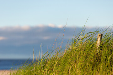 east coast beach grass clear blue sky summer afternoon