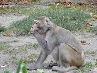 monkey sitting and looking to the left