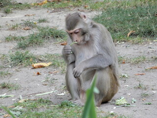 Fototapeta premium monkey looking down