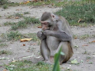 monkey eating grass