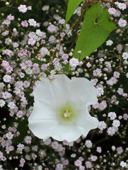 The Flower Composition with the White Bindweed