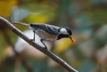 great tit parus major