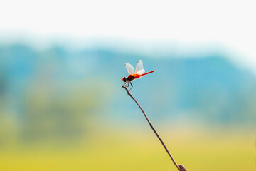 Fototapeta na wymiar stay dragonfly