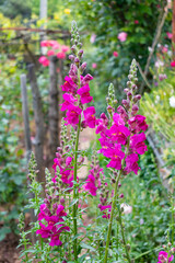 Antirrhinum majus (Snapdragon) flowers with purple pink colors