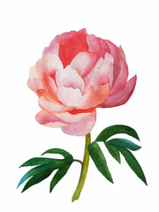 Watercolor peony flower. Painting illustration.
