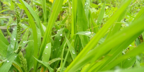 dew on grass