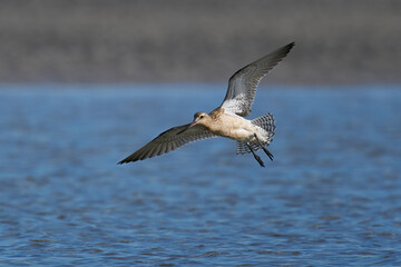 Bar-tailed godwit (Limosa lapponica)