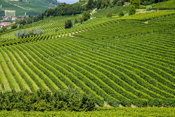 Fototapeta na wymiar Le vigne nelle Langhe in Italia in Piemonte in una assolata giornata di estate