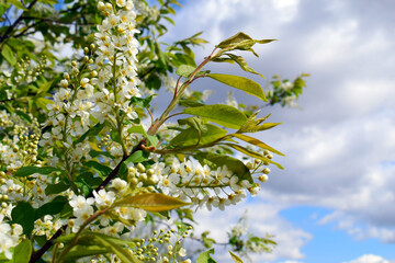 blossoming apple tree