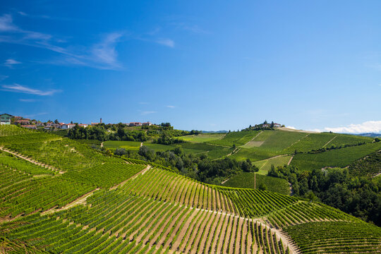 Le vigne nelle Langhe in Italia in Piemonte in una assolata giornata di estate