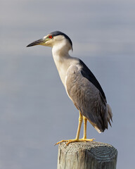 A beautiful adult Black-crowned Night Heron (Nycticorax nycticorax) perches on a dock post, with Florida's Crystal River blurred in the background.
